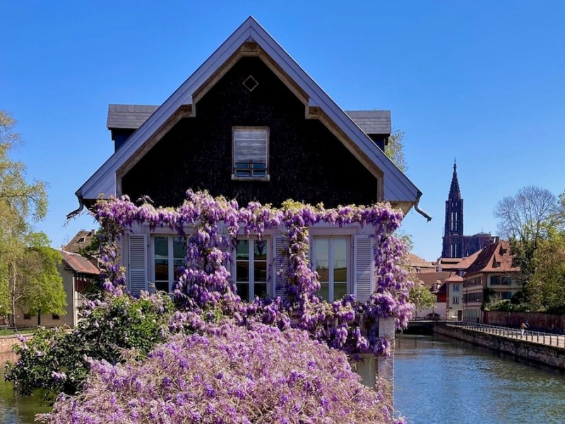 9 places to see wisteria in bloom in&nbsp;Strasbourg